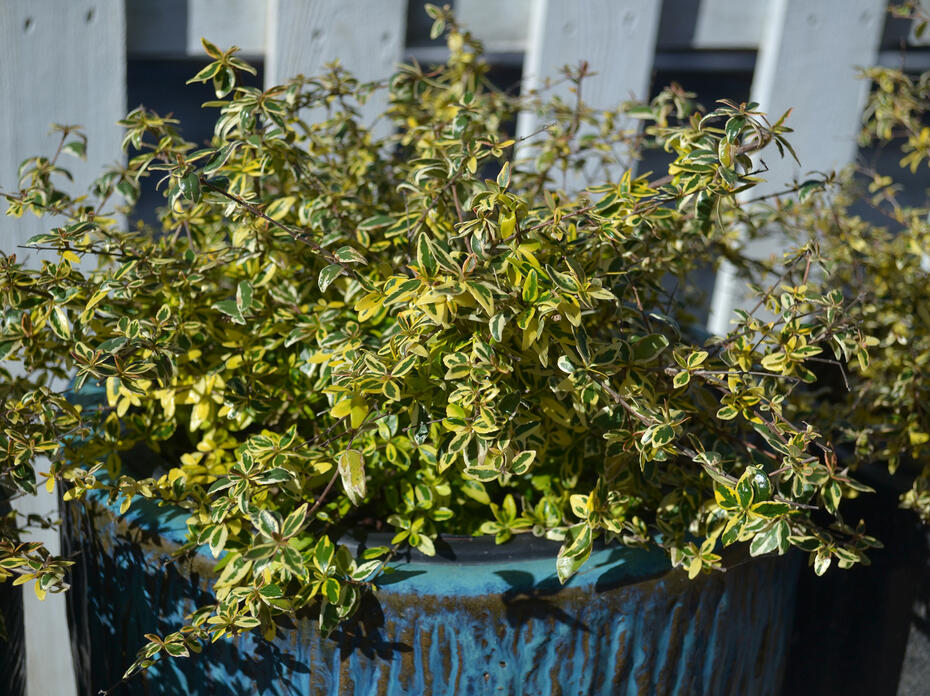 A shrub with yellow-edged leaves grows from a large, blue pot.