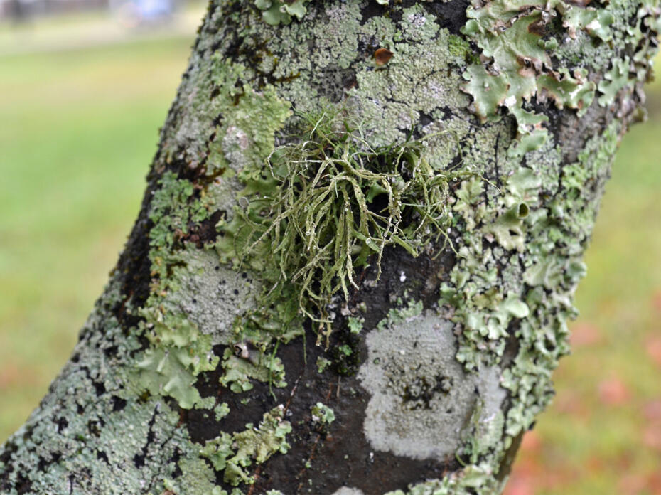 A tree branch is covered by three kinds of grayish-green patches.