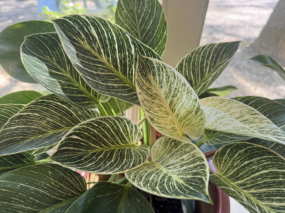 A plant has large green leaves with white edges and stripes.
