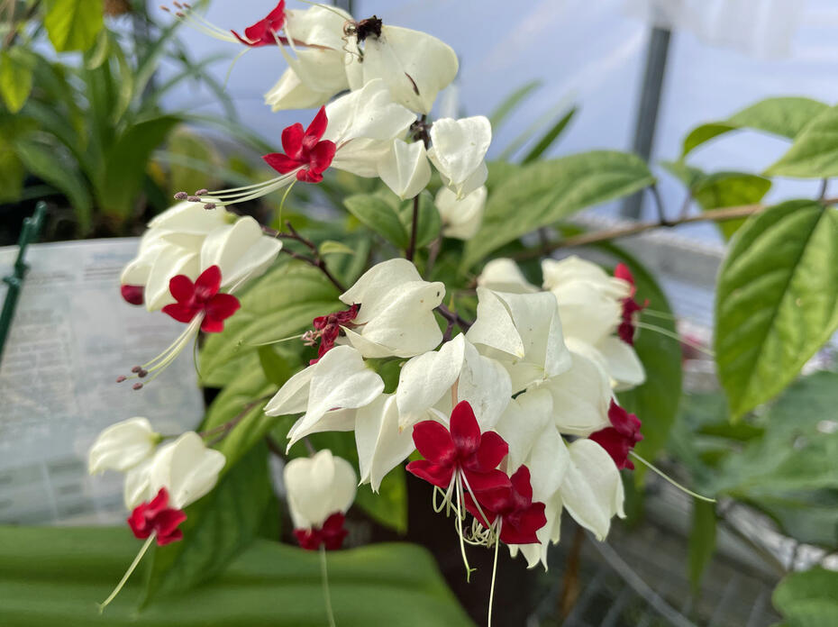 A cluster of white flowers have red centers.