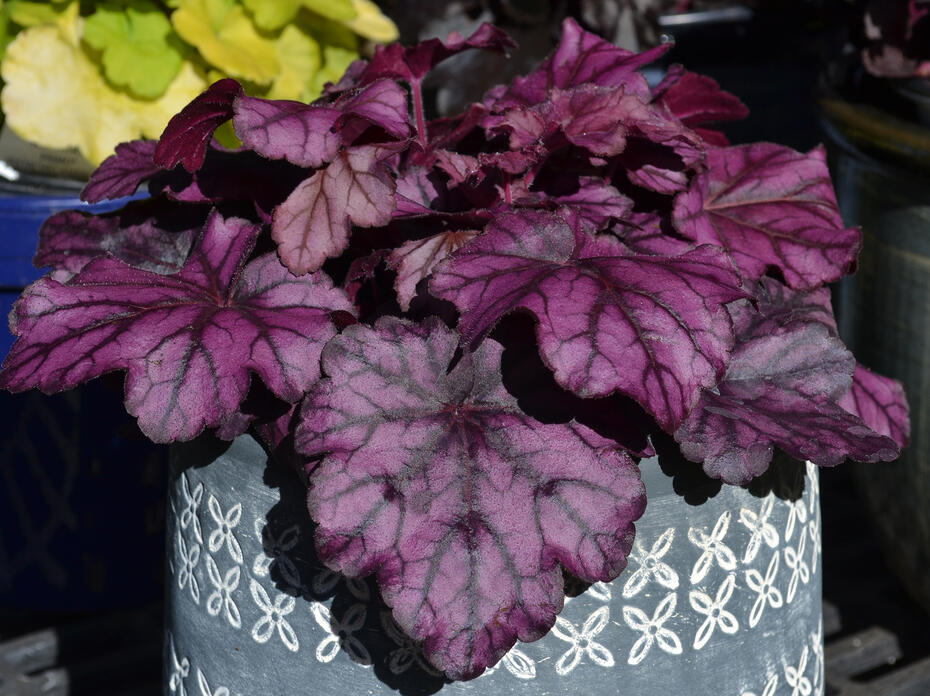 A plant with large purple leaves grows in a container.