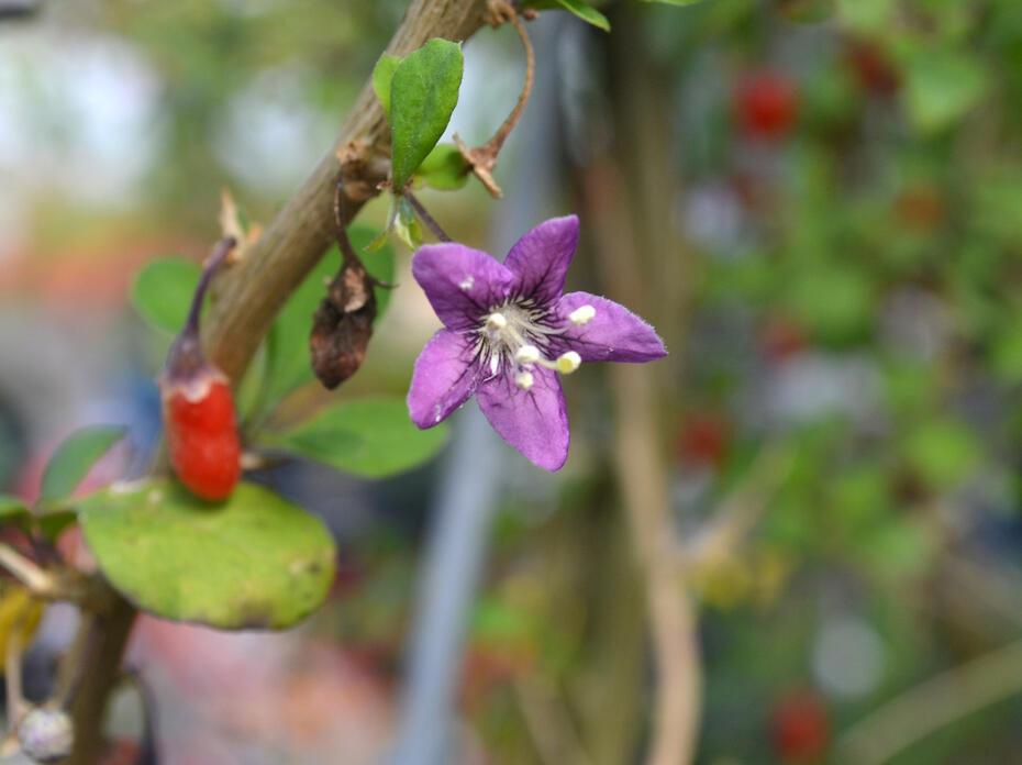 A small, purple flower blooms off a branch.