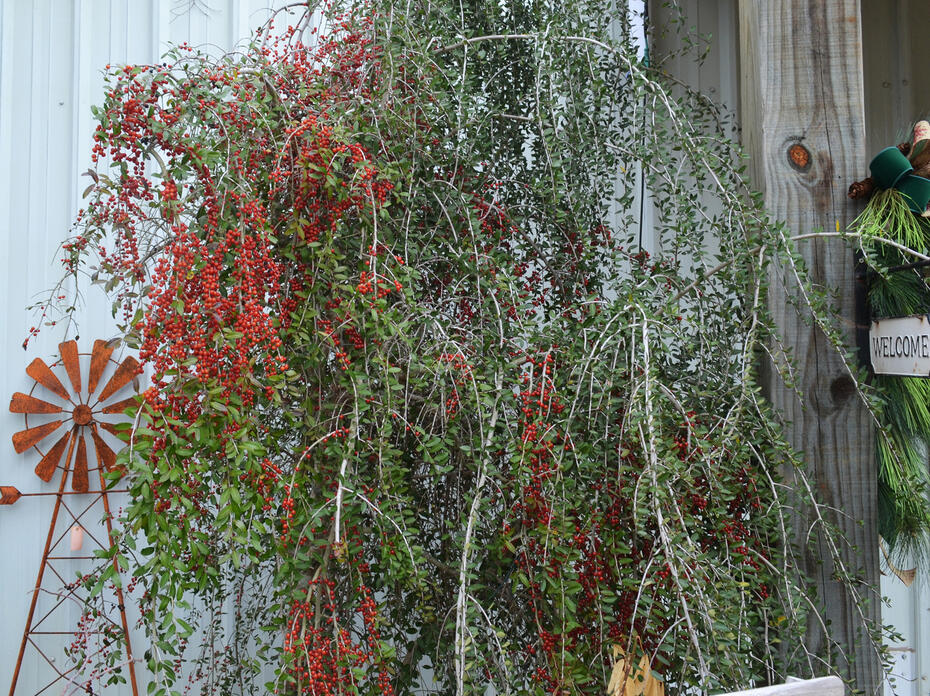 A small tree covered with red berries grows outside a building.