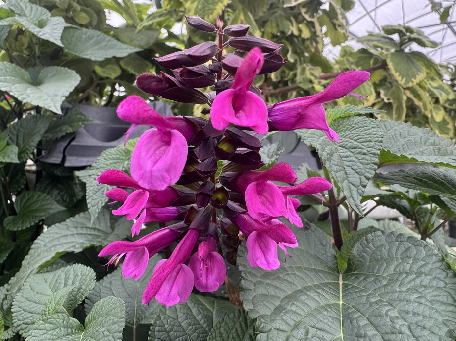Pink flowers bloom on dark-green foliage.