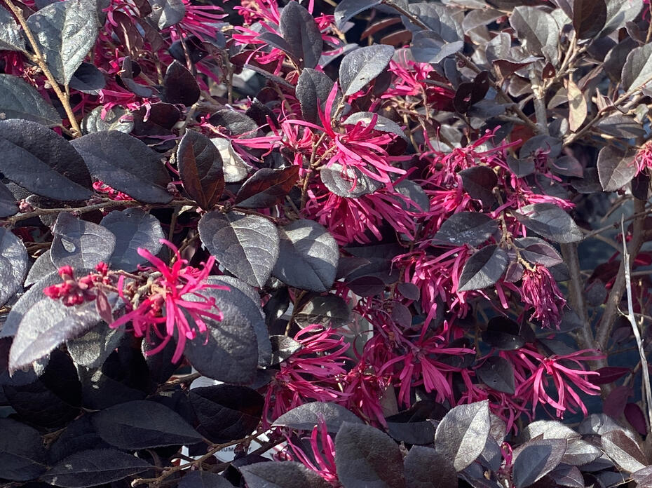 Bright pink flowers bloom against deep purple leaves.