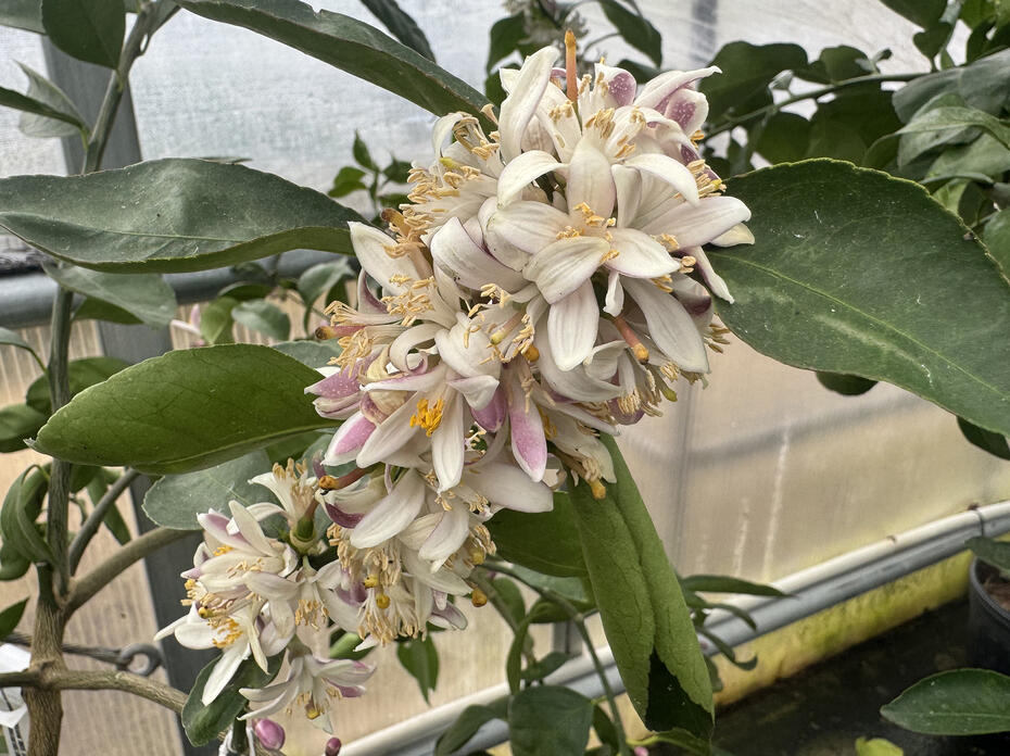 White flowers grow in a cluster on a branch.