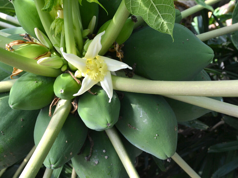 A white flower blooms next to green fruit.