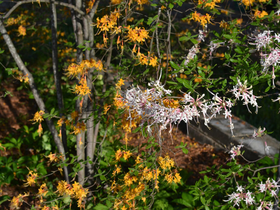 Wispy orange and white flowers bloom in clusters on bushes.