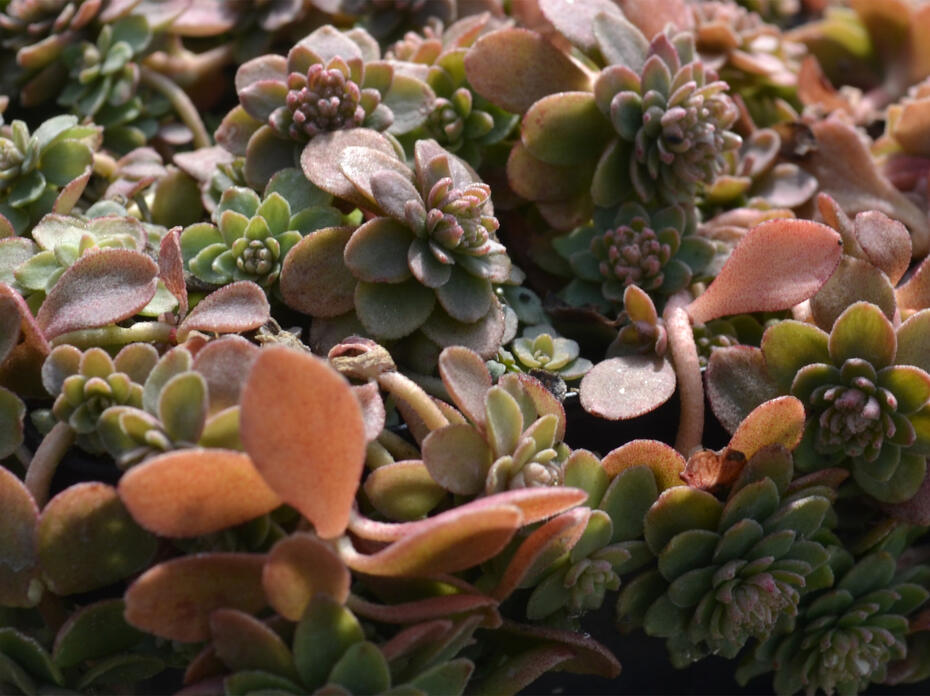 Closeup of thick, round succulent leaves that are reddish green.