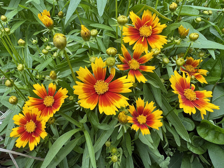 A plant has a cluster of yellow and orange flowers.