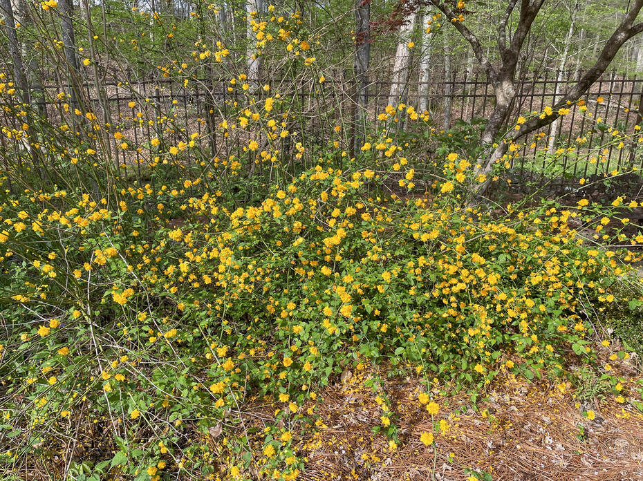 A shrub covered with yellow flowers grows in front of a fence.