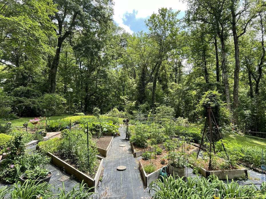 A garden is divided into raised beds with wide paths between them.