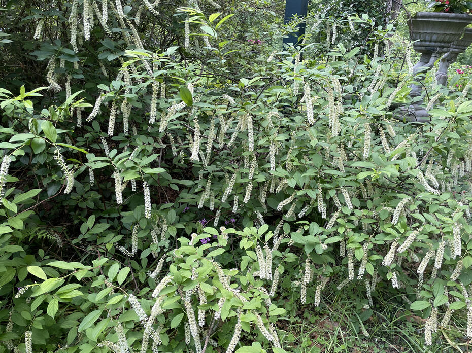 White spikes of blooms hang from a green shrub.