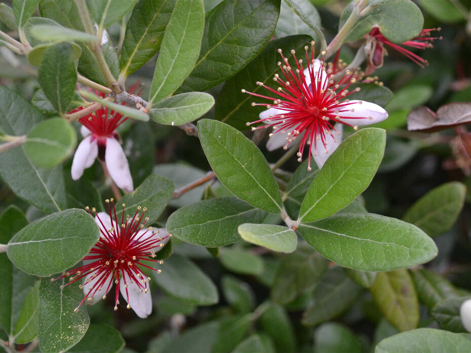 White flowers have spiky red centers.