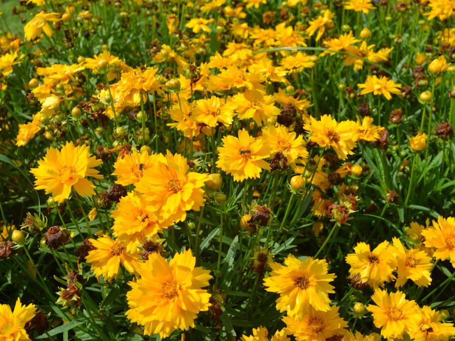 Dozens of bright yellow flowers bloom above green foliage.