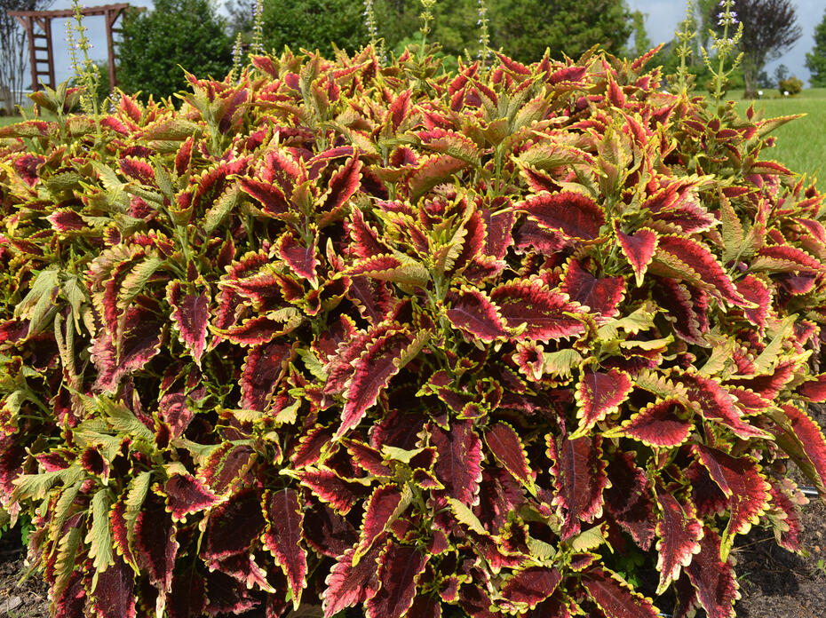 A mounding plant has red leaves with yellow edges.