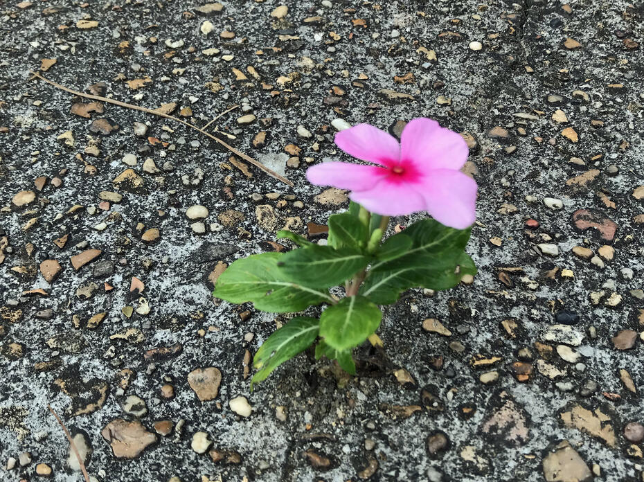 A single pink flower blooms on a small plant growing in concrete.