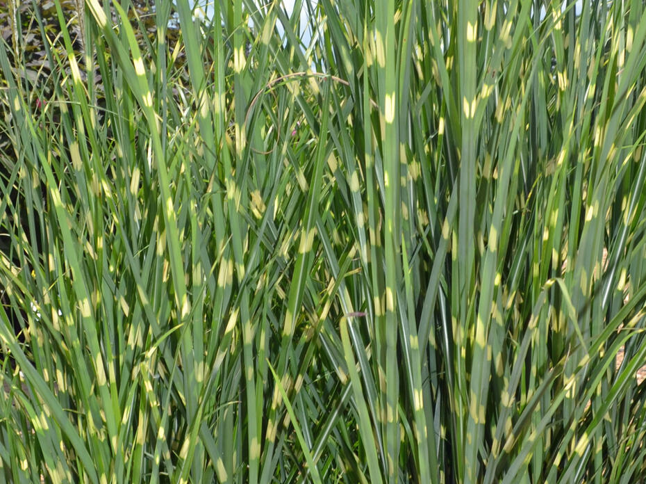 Upright green grass has white vertical stripes.