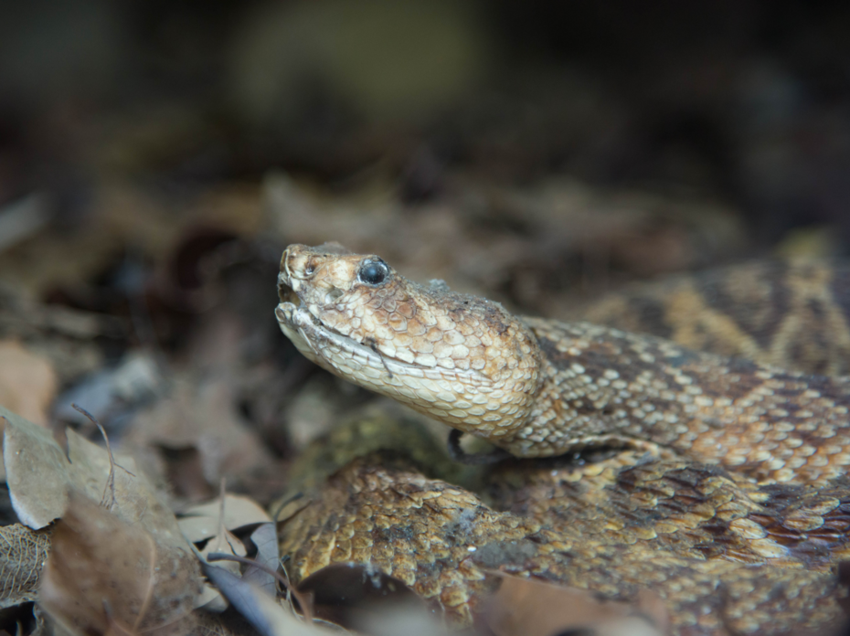 A diamondback rattlesnake