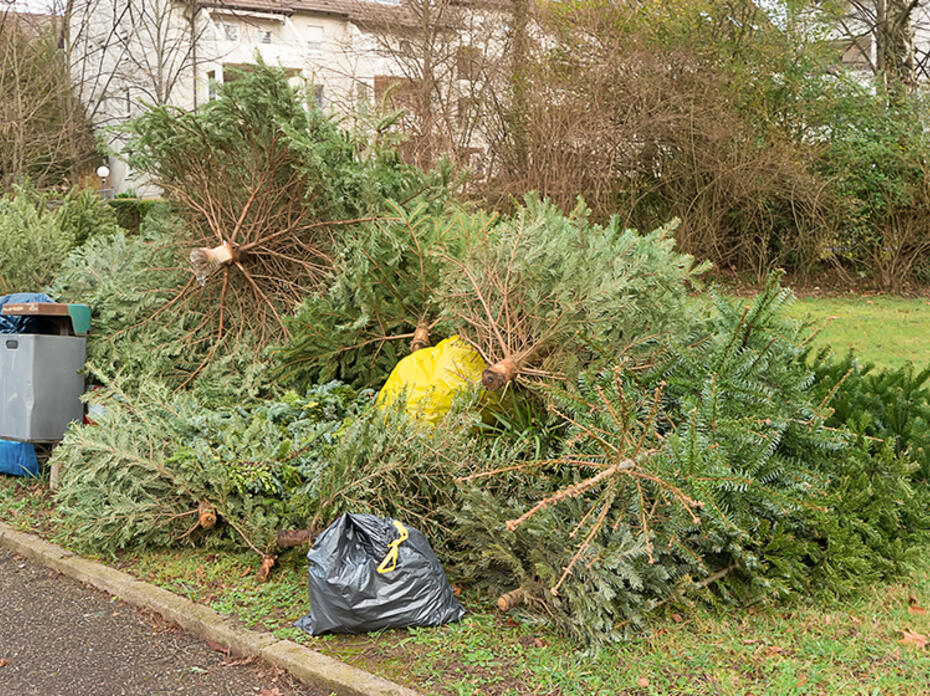 Real Christmas trees piled with curbside garbage