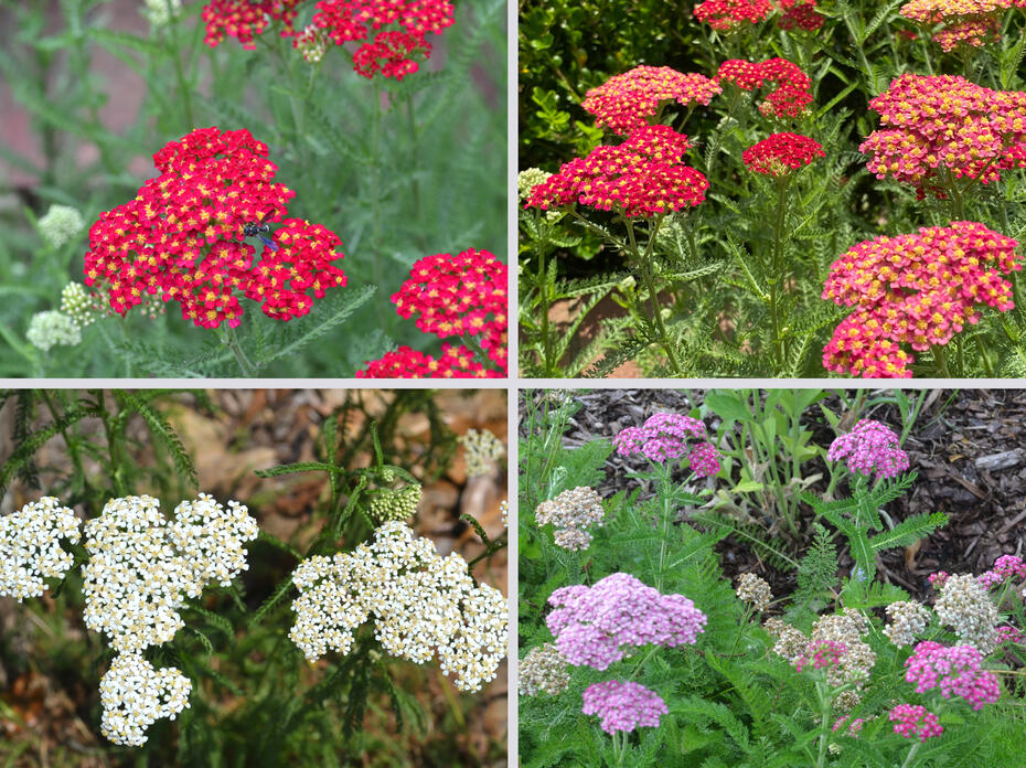 A collage depicts clusters of tiny purple, white, yellow and red flowers.