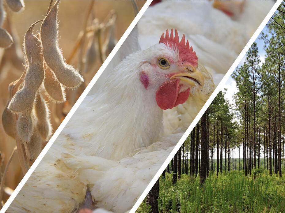 A photo montage displays soybeans, a chicken and trees.