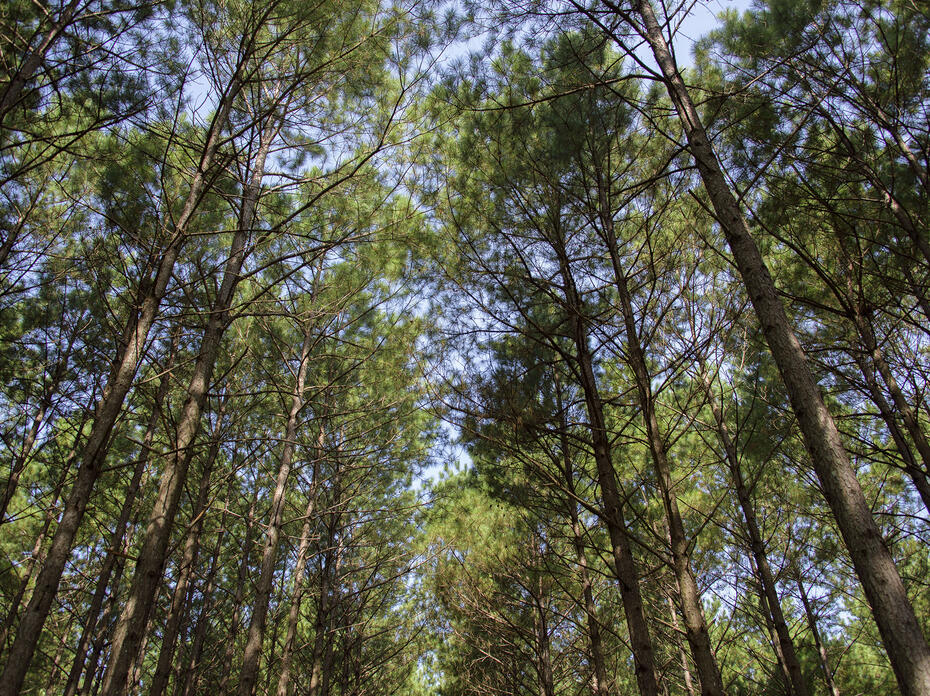 Pine trees are viewed from the ground looking up.