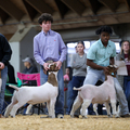 Three young people in a showring presenting market goats.