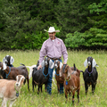 A person standing outside and surrounded by a herd of dairy goats.