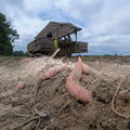 Sweet potatoes in brown dirt lay in a sweet potato field with a harvest machine in the background.