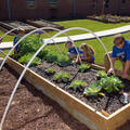 Six children, all dressed in blue T-shirts and slacks, bend over a raised bed garden with growing cabbages and tomatoes.
