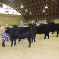 young males and females of various ages with black Angus heifers in livestock show