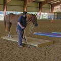 Lance McElhenney working with his horse in an arena.