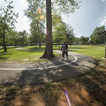 A woman walking on a sidewalk curved around a tall tree.
