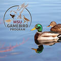 Two mallard ducks on water and MSU gamebird logo.