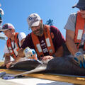 Three men, all wearing orange life vests and baseball caps, hold a shark, and the bearded man in the center prods the animal’s side with an orange-handled instrument.