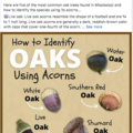 A Facebook post showing how to identify oaks using acorns.