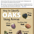 A Facebook post showing how to identify oaks using acorns.