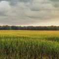 A corn field at sunset.