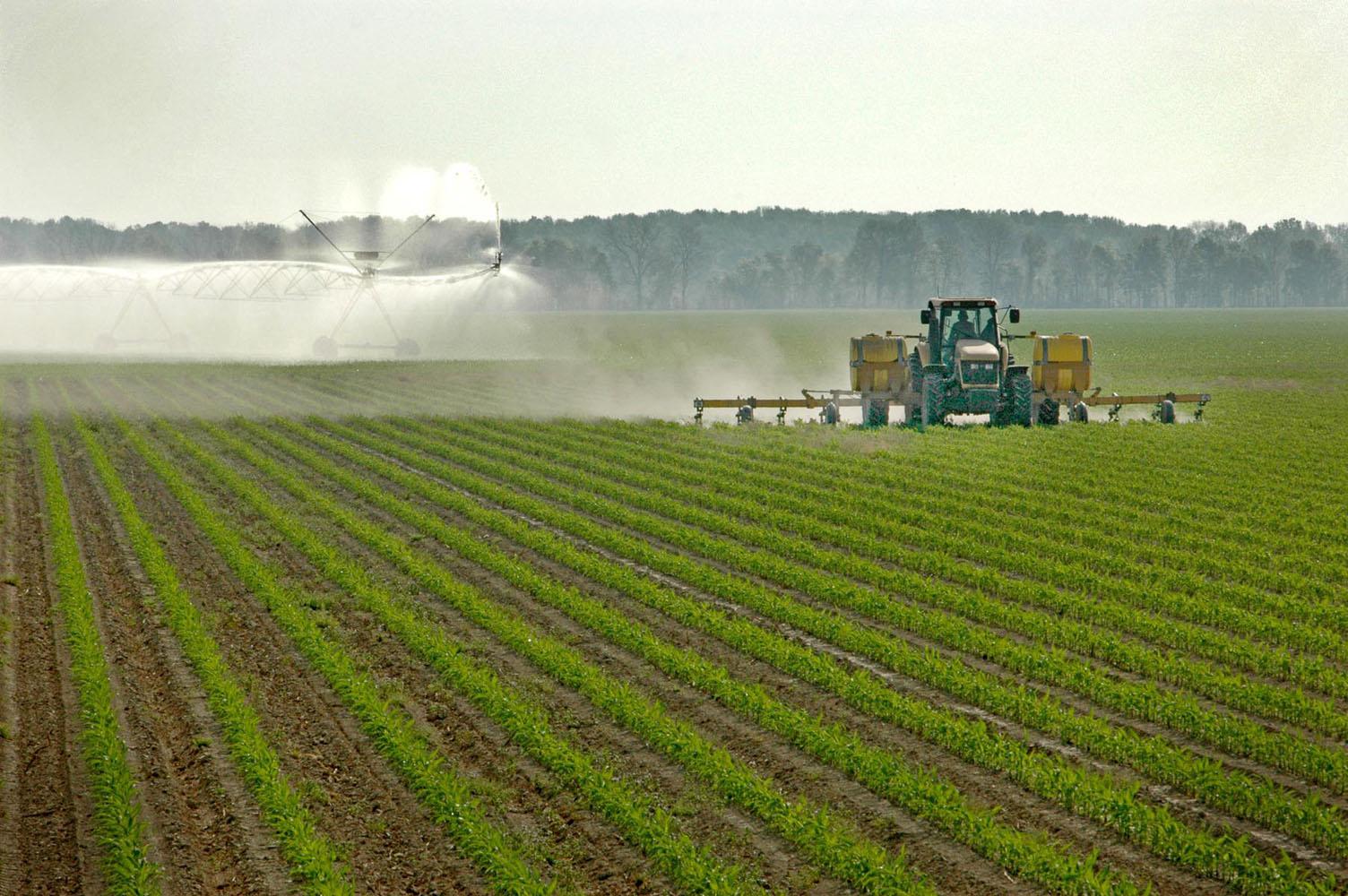 Corn prices send acreage soaring | Mississippi State University ...