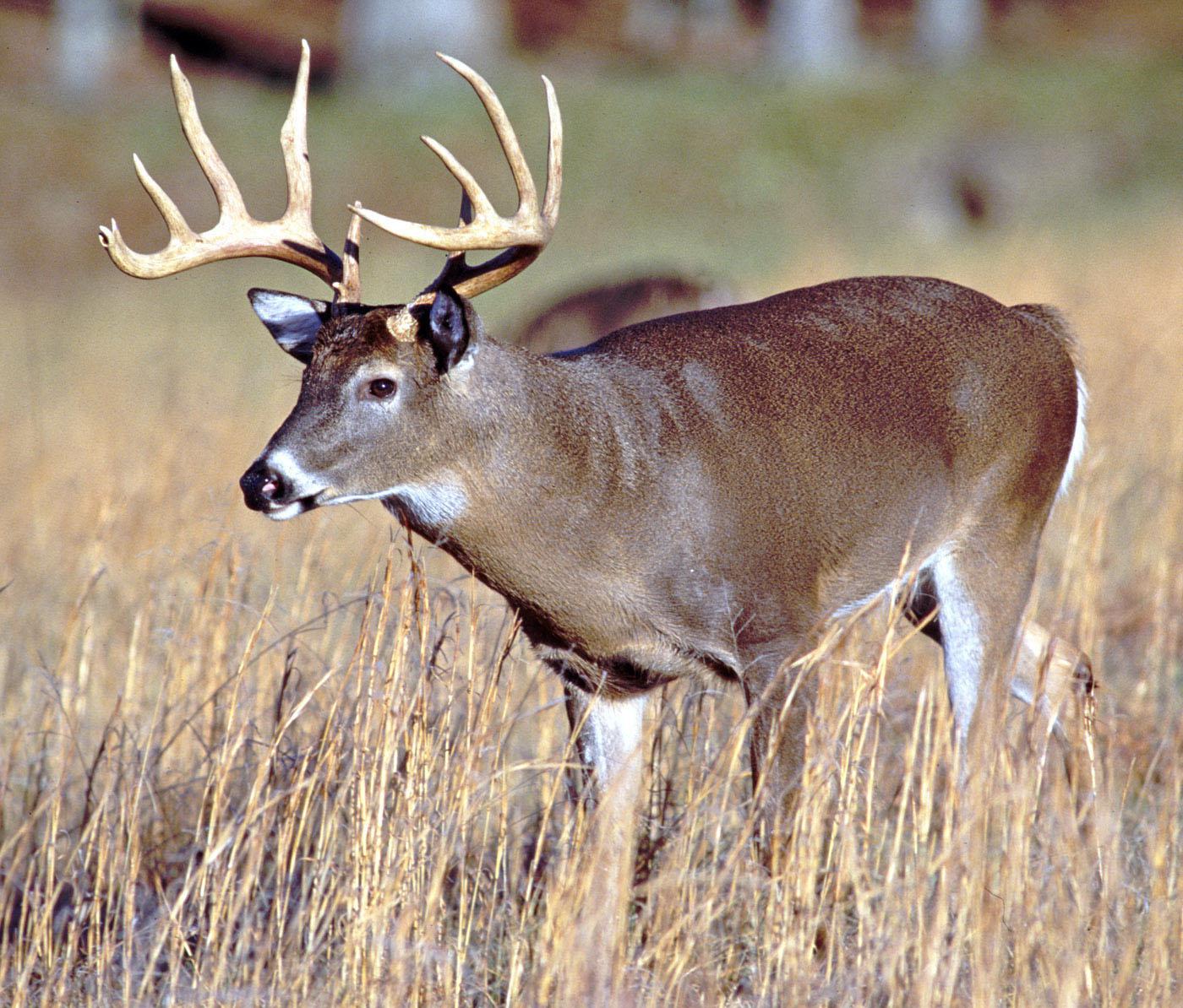 Soil quality impacts size of deer antlers | Mississippi State ...