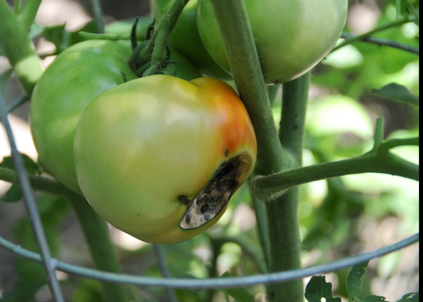 Ideal Garden Tomatoes