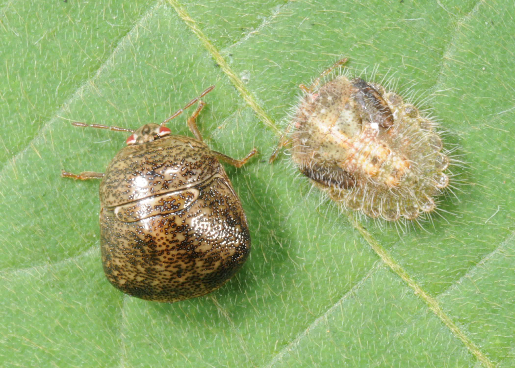 Kudzu Bug