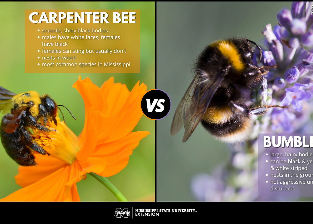 Carpenter Bees vs. Bumblebees