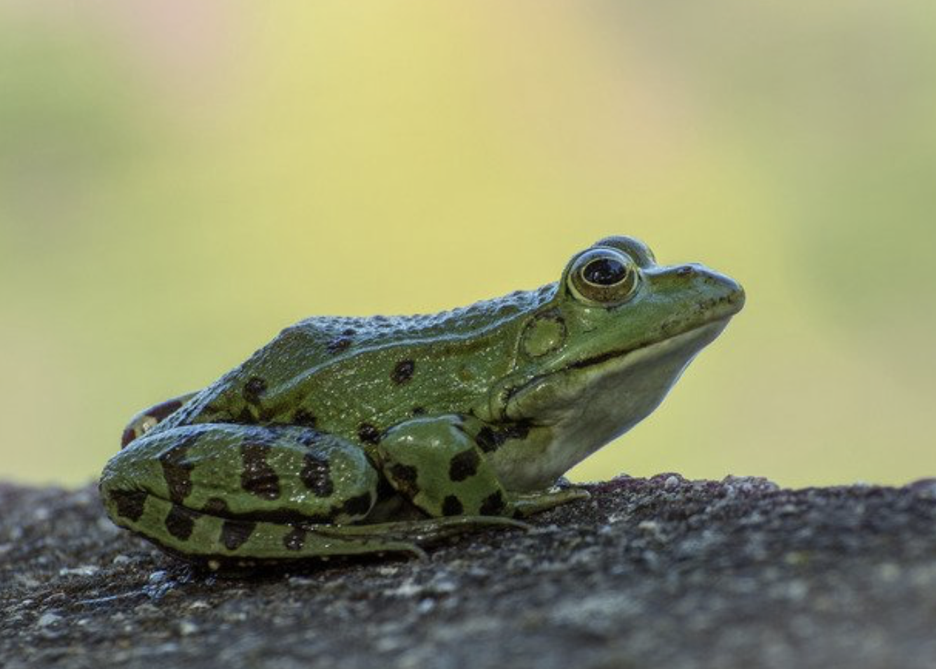 toad froglets