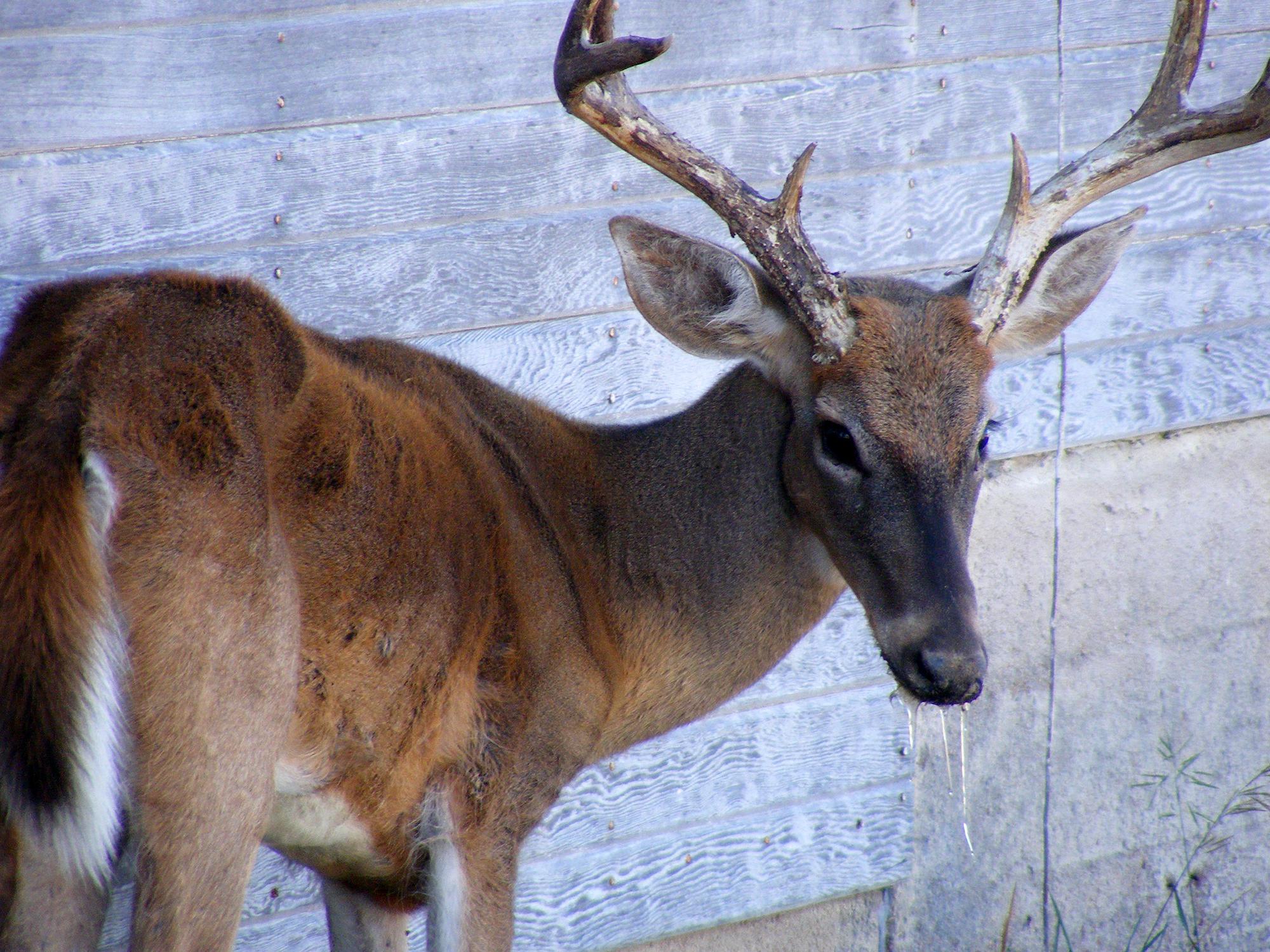 Game Changer… Chronic wasting disease found in Mississippi deer