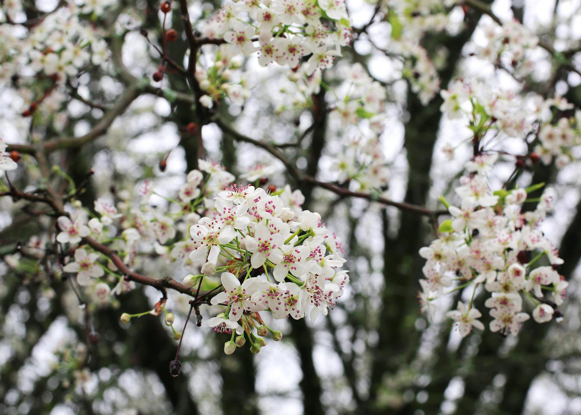 ornamental pear tree smell