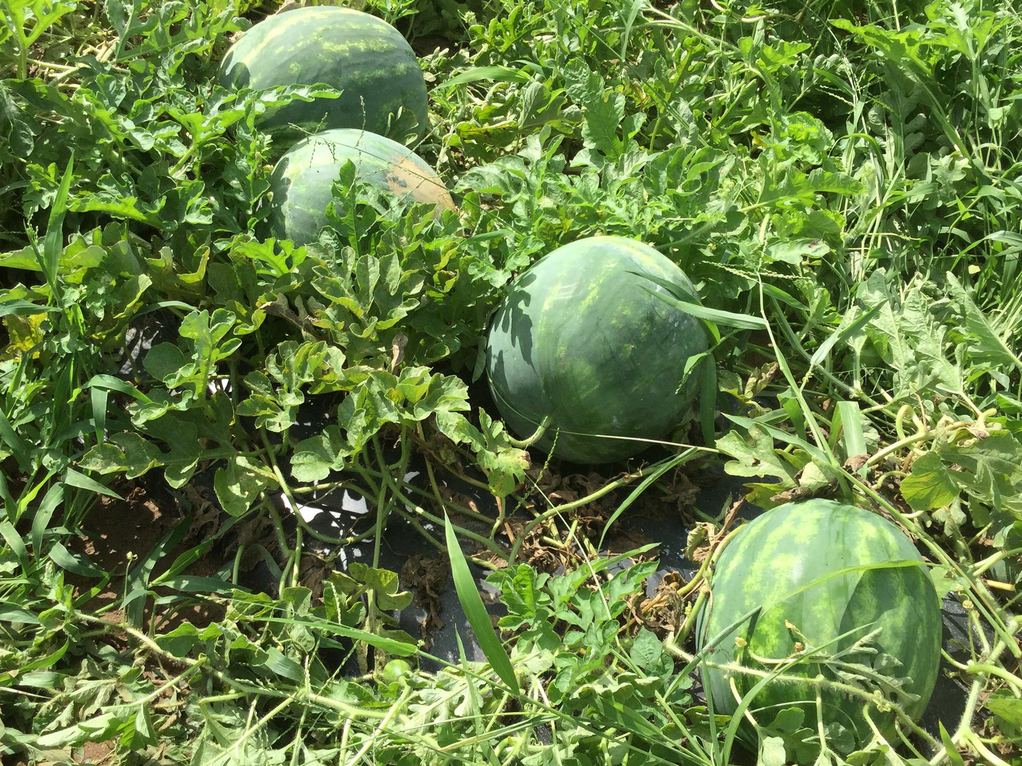 watermelons watermelon ground dry young leaves temps soils gain increase vines extension crop field crinkled pale why agreement harvest seed