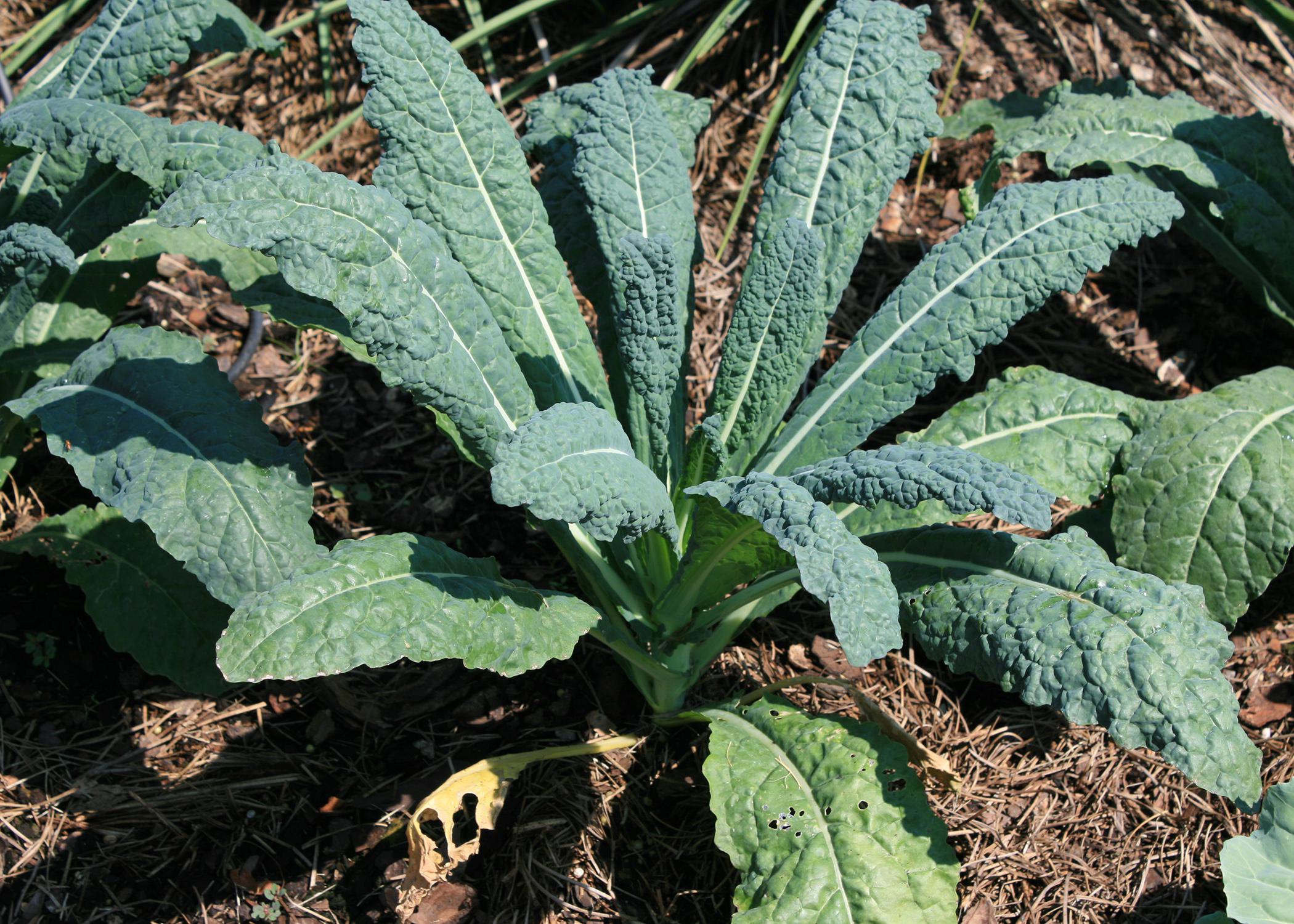 try-these-kale-varieties-for-colorful-edible-gardens-mississippi