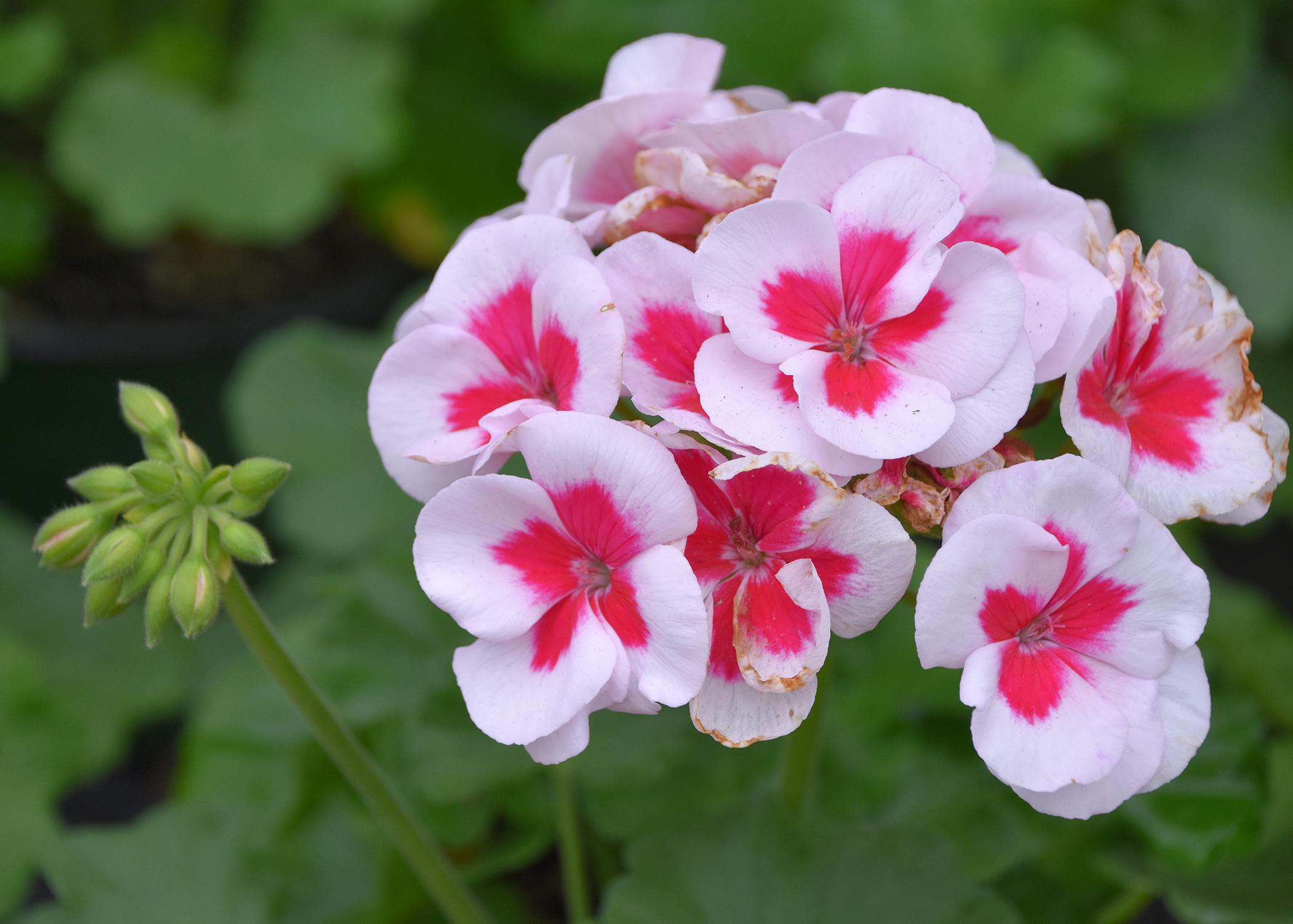 Zonal Geranium Colors